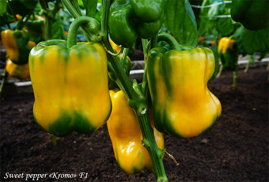 Paprika Kromo F1 Yellow sweet pepper, сладкий перец жёлтый кубовидный Кромо F1